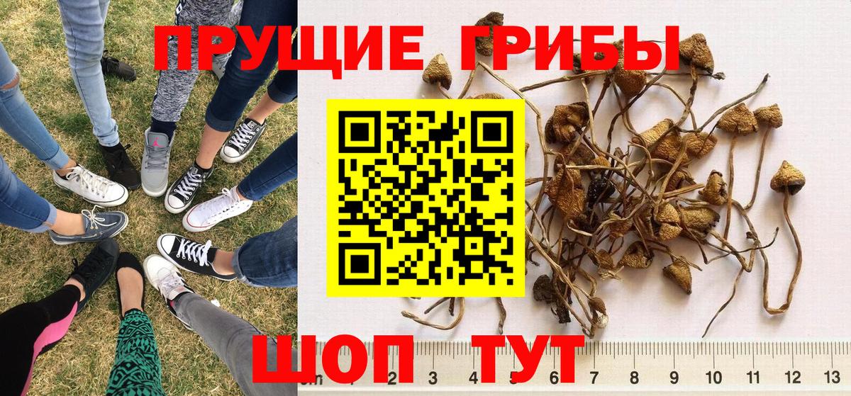 Сафоново  Галлюциногенные грибы Cubensis  Вход с VPN  Псилоцибиновые грибы Cubensis 